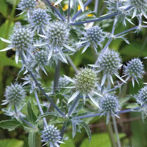Utile au jardin：Eryngium Planum Argente - Le pot de 9 x 9 cm