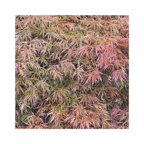 Pour vos moments en extérieur:Érable du Japon acert palmatum dissectum rubrifolium coloris vert. Le pot de 15 litres