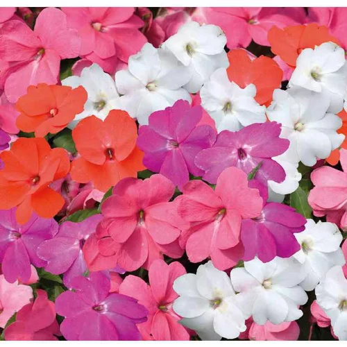 Conçu pour vos extérieurs：Impatiens de Nouvelle Guinée - Le pot de 12 x 12 cm