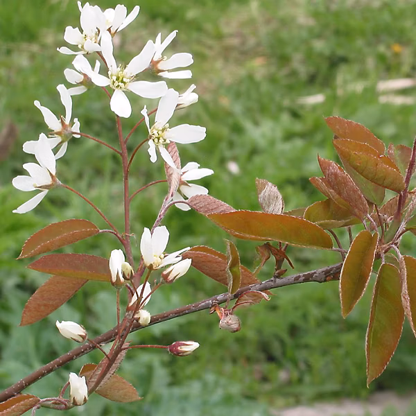 2 x Amélanchier de Lamarck – Amelanchier lamarckii, 60, 80 cm pot