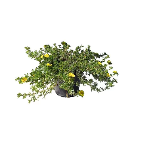 Extérieur déco：Potentille Elizabeth 40/50 jaune. Le pot de 5 litres