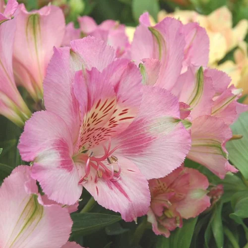 Côté extérieur：Alstromeria - Le pot de 4 litres