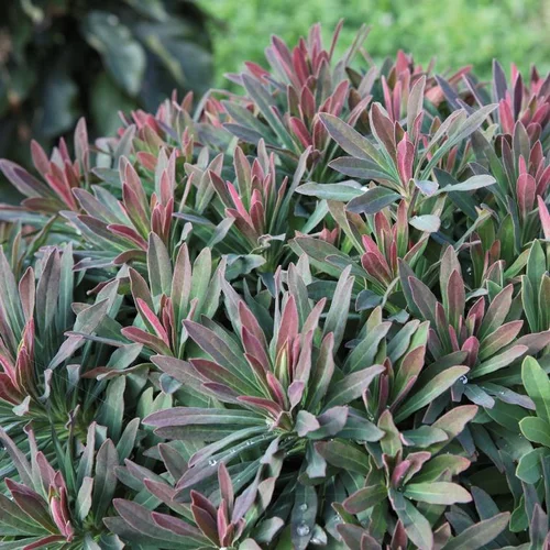 Solution extérieur:Euphorbia Ruby Glow en pot de 4 L