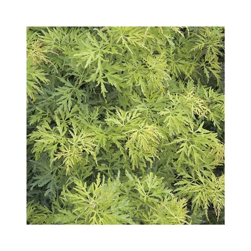 Équipement au jardin：Erable du Japon (ACER PALMATUM SEIRYU ) Le pot de 50 litres