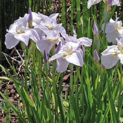 Jardin malin:Millepertuis des marais godet 9x9 cm