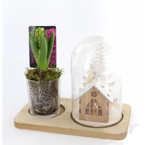 Pratique jardin：Jacinthe en pot déco. La composition de 22 cm