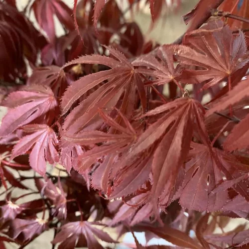 Le choix jardin:Érable du Japon greffé Oregon Sunset rouge. Le pot de 3 litres