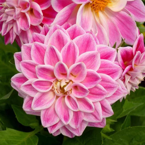 Indispensable au jardin:Dahlia à fleurs multicolores - Le pot de 0,7 litre