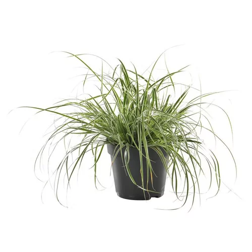 L’essentiel pour l’extérieur：Carex (Laîche) Mint Curls - Le pot de 2 litres.