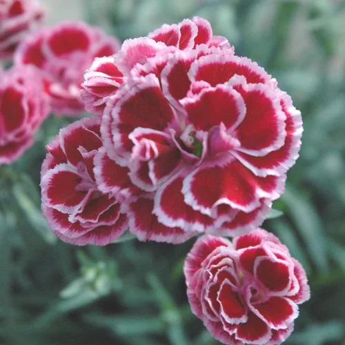 Déco extérieur：Dianthus Mondrian - Le pot de 4,5 litres