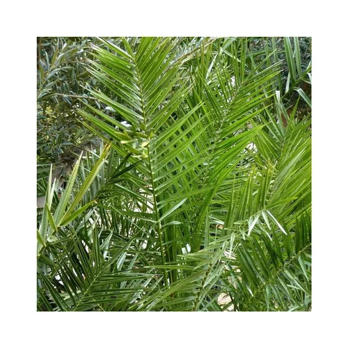 Pour mieux équiper votre jardin:Palmier des Canaries vert. Le pot de 19 litres