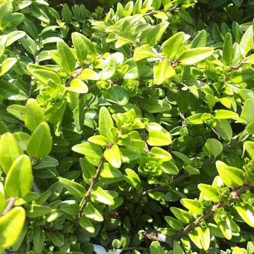 Solution jardin：Lonicera Nitida ou Chèvrefeuille boule 40/60 cm en pot de 10 L