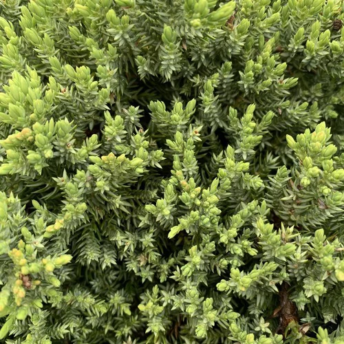 Style extérieur:Genévrier rampant Procumbens nana. Le pot de 5 litres, 30/40