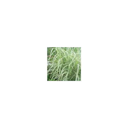 Choix pratique：Miscanthus Morning Light - Le pot de 2 litres