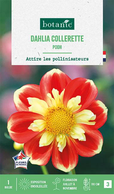 Pour plus de praticité au jardin：Bulbe de fleurs Dalhia collerette Pooh botanic® - 1 bulbe