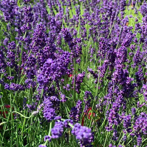 Une touche pratique au jardin:Lavande Hidcote Blue 20/40. Le pot de 3 litres