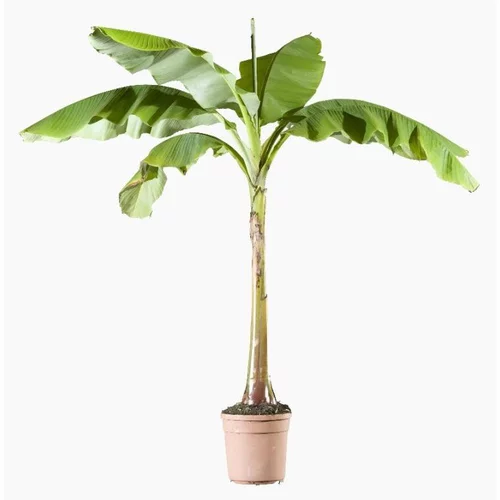 Adapté à vos extérieurs：Musa (Bananier d’intérieur) 150/175 en pot de 12 L vert