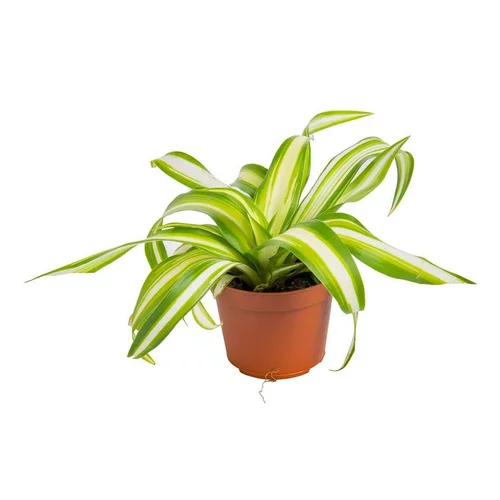 Utile au jardin:Phalangère ou Chlorophytum Laxum en pot H 10 x Ø 6 cm