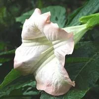 Pour enrichir votre univers jardin:Dature Brugmansia - Le pot de 4 litres