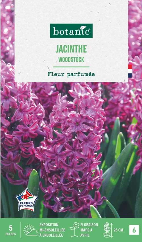 Jardin service：Jacinthe woodstock botanic® - 5 bulbes