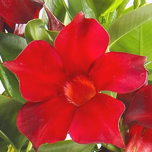 Le bon choix pour le jardin：Dipladénia forme Tippi. Le pot de 5 litres