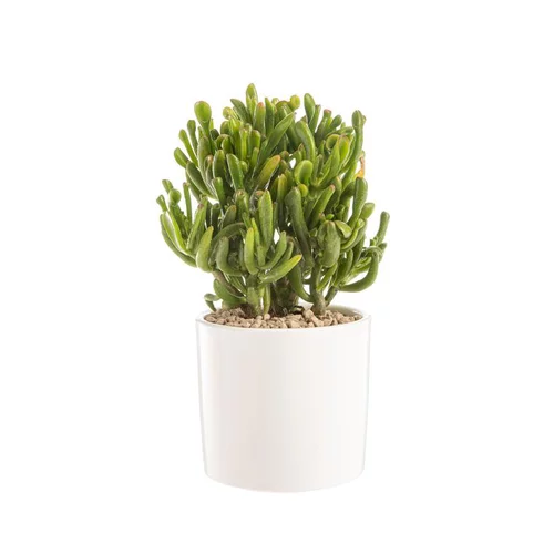 Extérieur pratique：Crassula gollum en pot blanc émaillé H 10 x Ø 15 cm
