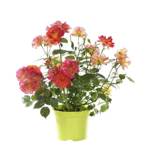 Facile jardin：Rosier Buisson Miniature - Le pot de 2,5 litres