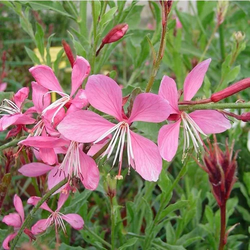 Extérieur confort：Gaura Rose - Le pot de 4 litres