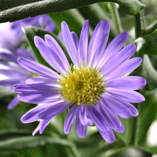 Pour un jardin accueillant：Aster. Le pot de 0,5 litre