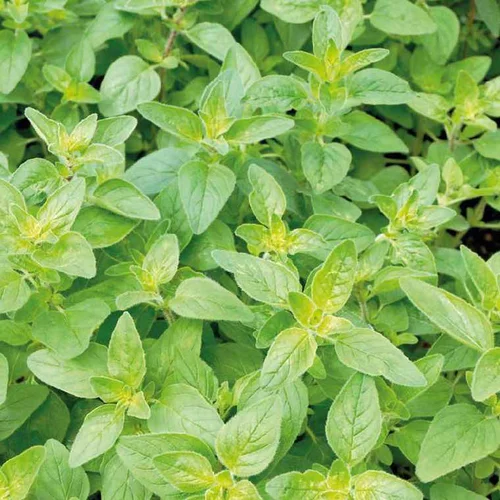 L’esprit jardin:Basilic Citron Bio. Le pot de 1 litre