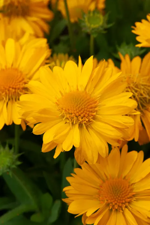 Un choix pratique pour l’extérieur:Gaillarde ‘Mesa Yellow’ - Le pot de 2 litres