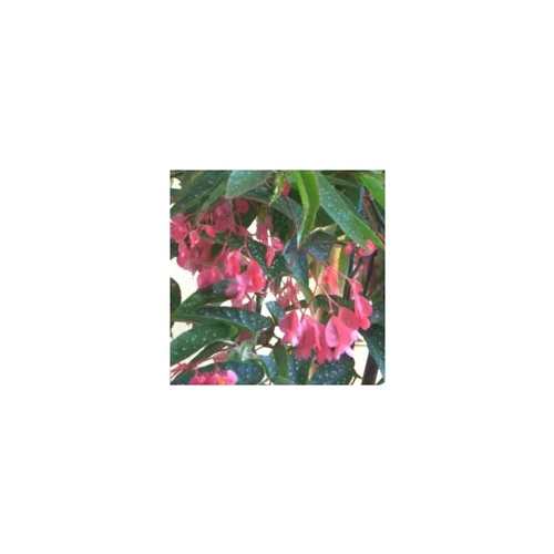 Jardin tendance:Bégonia bambou - Le pot de 1 litre