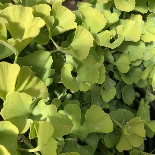 Pensé pour le jardin：Ginkgo Biloba Mariken jaune. Le pot de 18 litres