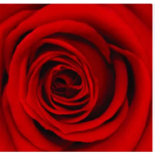 Un choix malin pour le jardin：Rose stabilisée standard rouge Ø 4 x H 50 cm