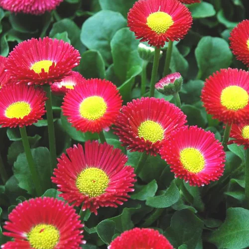 Jardin en pratique:Pâquerette multicolore. Le pot de Ø 10,5 cm