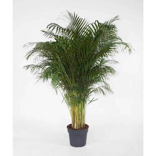 Espace vert utile：Areca pot Ø34-35 cm/ H180-210 cm