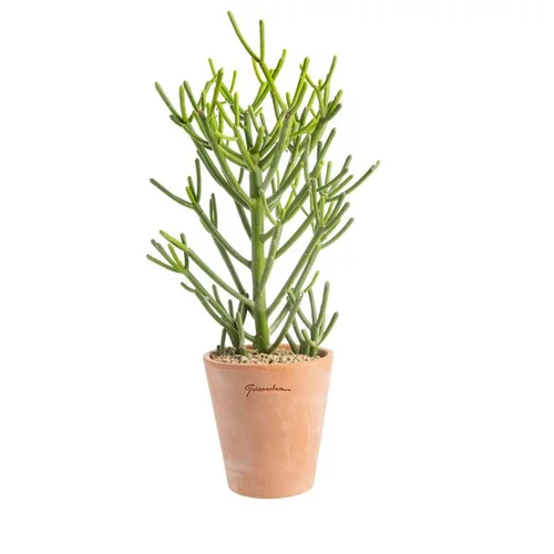 Esprit jardin：Euphorbia tirucalli en pot terre cuite H 20 x Ø 15 cm