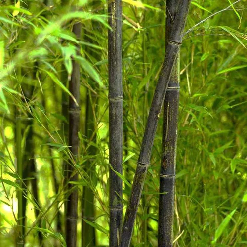 Pour profiter pleinement du jardin：Bambou phyllostachys nigra vert pot de 15L