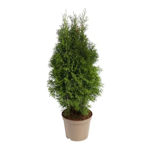 Le choix jardin:Thuya du Canada - pot 7,5 L