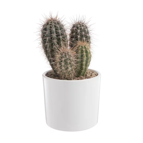 À avoir pour l’extérieur：Pachycereus pringlei en pot blanc émaillé H 20 x Ø 20 cm