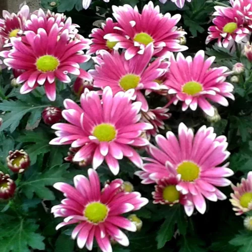 Ambiance jardin：Chrysanthèmes - Le pot en terre de Ø 21 cm