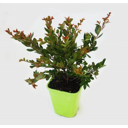 Sélection utile:Lagerstroemia Indica With Love Eternal coloris violet. Le pot de 4 litres