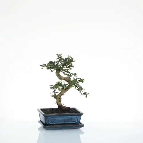 Jardin & nature：Bonsaï Carmona botanic® taille 4,2. Le pot