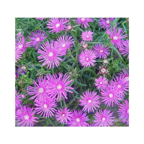 Espace vert moderne：Delosperma - La coupe zinc