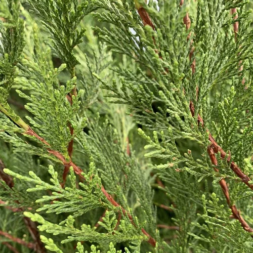 Pour tous jardins：Cyprès de Leyland vert. Le pot de 4 litres, 100/125 cm