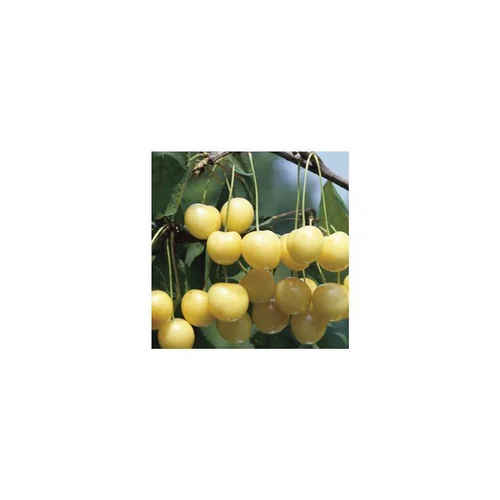 Jardin quotidien:Cerisier Big. Starck Gold. En racine nue, forme 1/2 tige