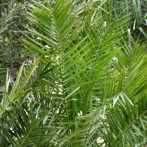 Jardin sélection：Phoenix Canariensis. Le pot de 3 litres