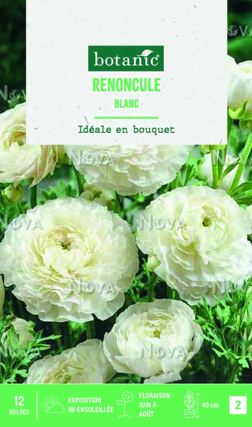 Une idée pratique pour l’extérieur：Bulbes de fleurs Renoncule asiatique blanc botanic® – 12 bulbes