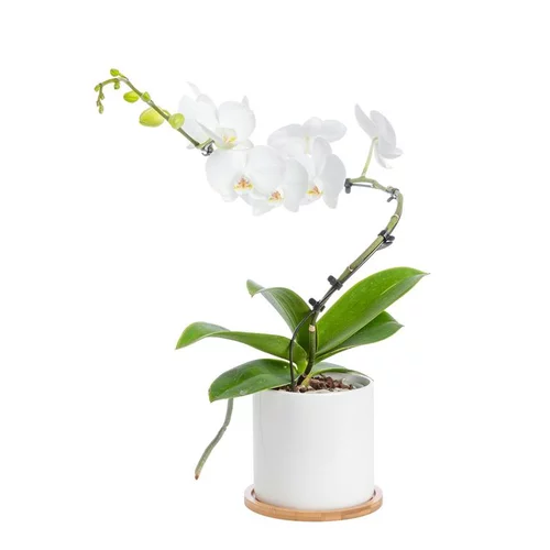 Jardin chez vous:Phalaenopsis spirale 1 tige avec cache-pot blanc en céramique Ø 12 cm