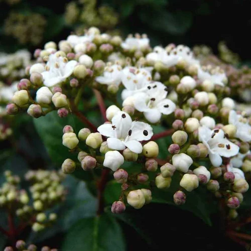 Pour l’extérieur：Laurier-tin (Viburnum Tinus) Eve Price 1/2 tige. Le pot de 18 litres